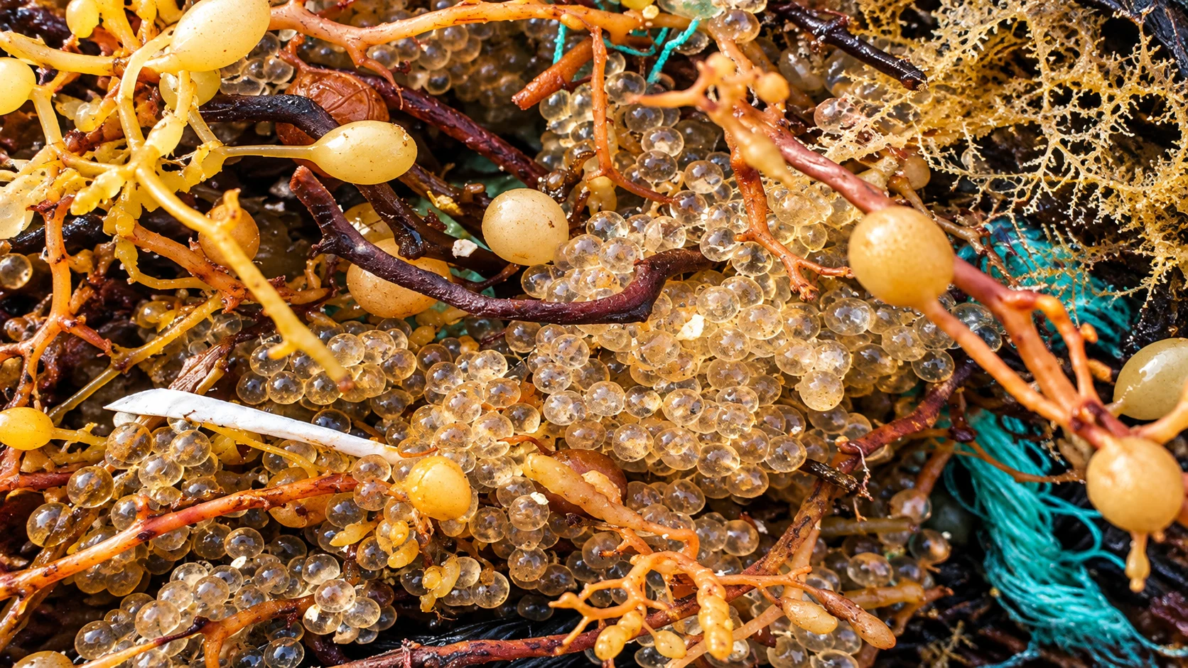 Flying fish eggs attached to sargassum weed, close-up
