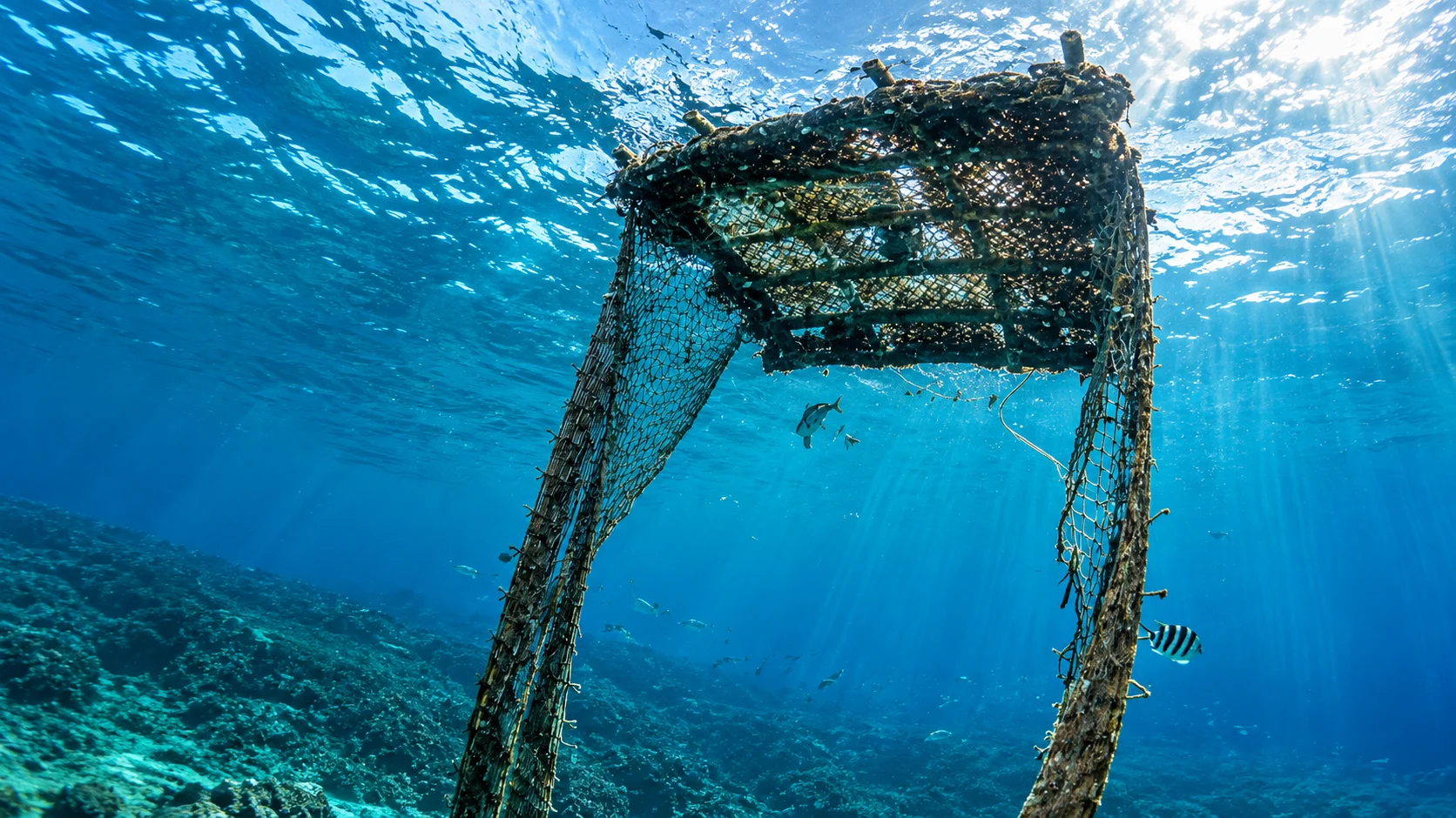 Netted fish aggregating basket hanging below the surface over a shallow reef, upward view