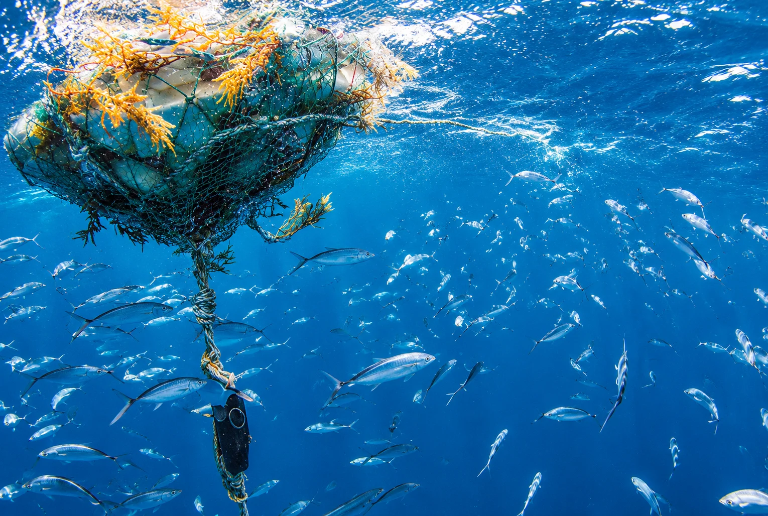 Fish aggregating device (FAD) viewed from below, landscape