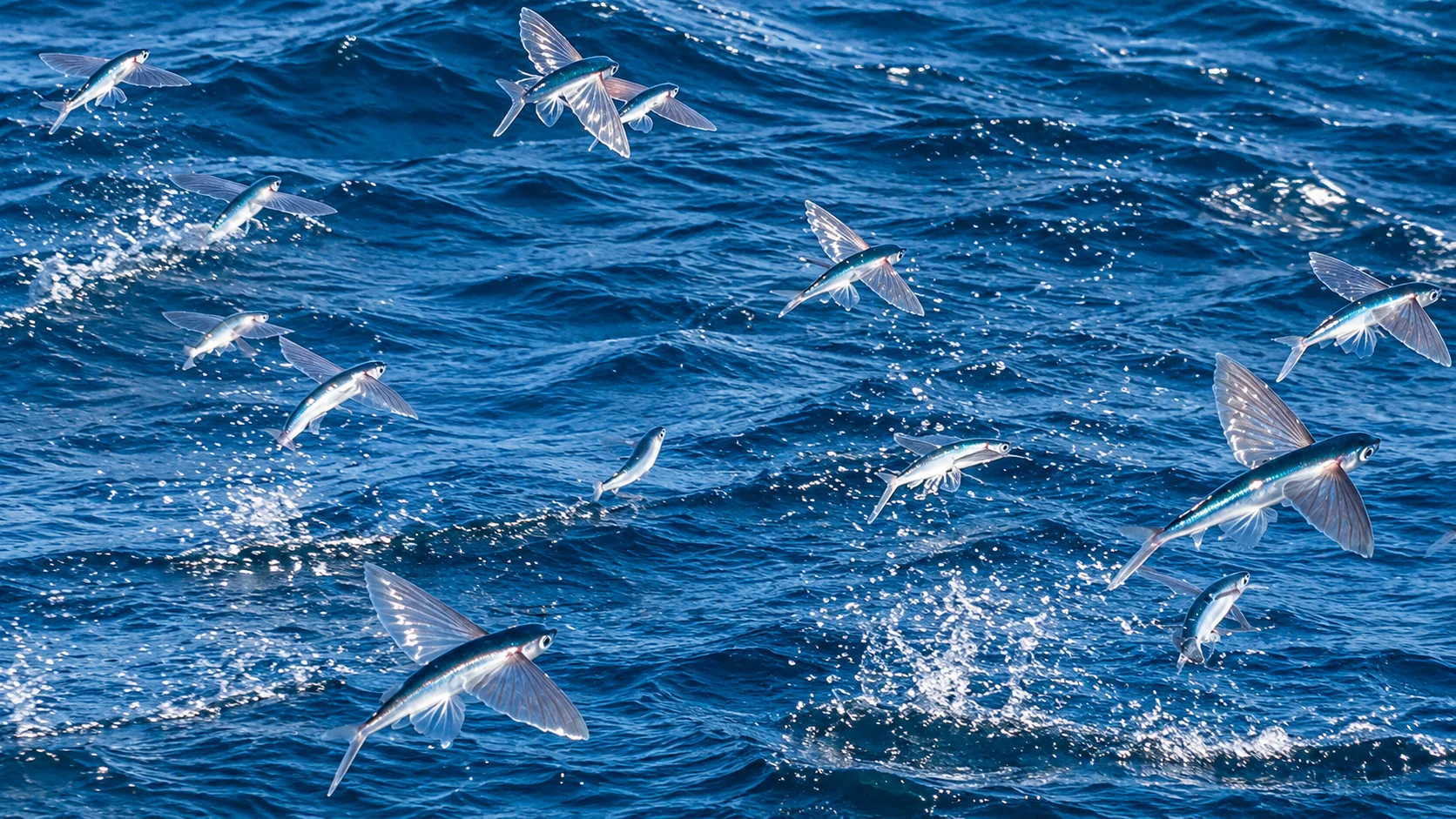 School of flying fish gliding over choppy sea