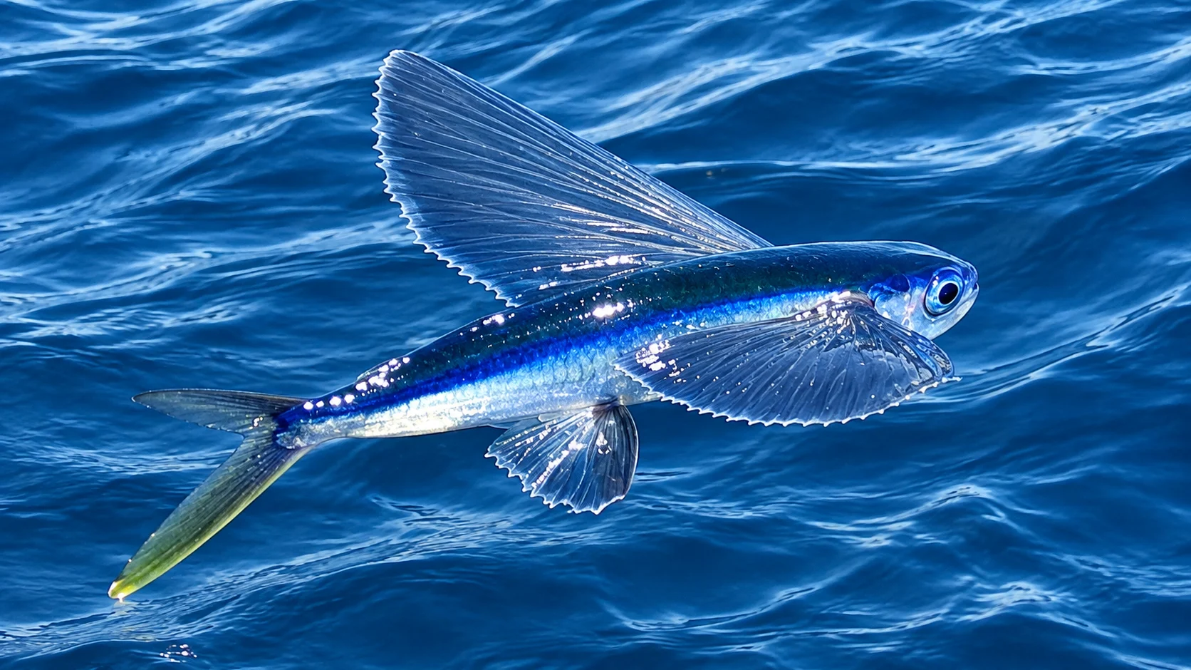Single flying fish gliding low over blue water