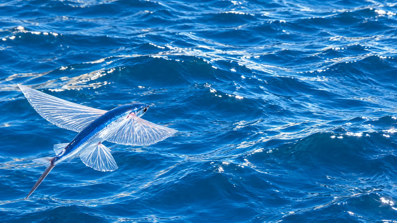 Flying fish breaking the surface at take-off