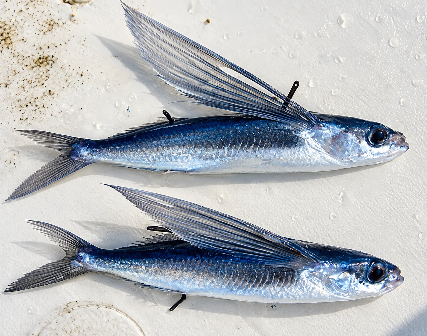 Two landed flying fish specimens