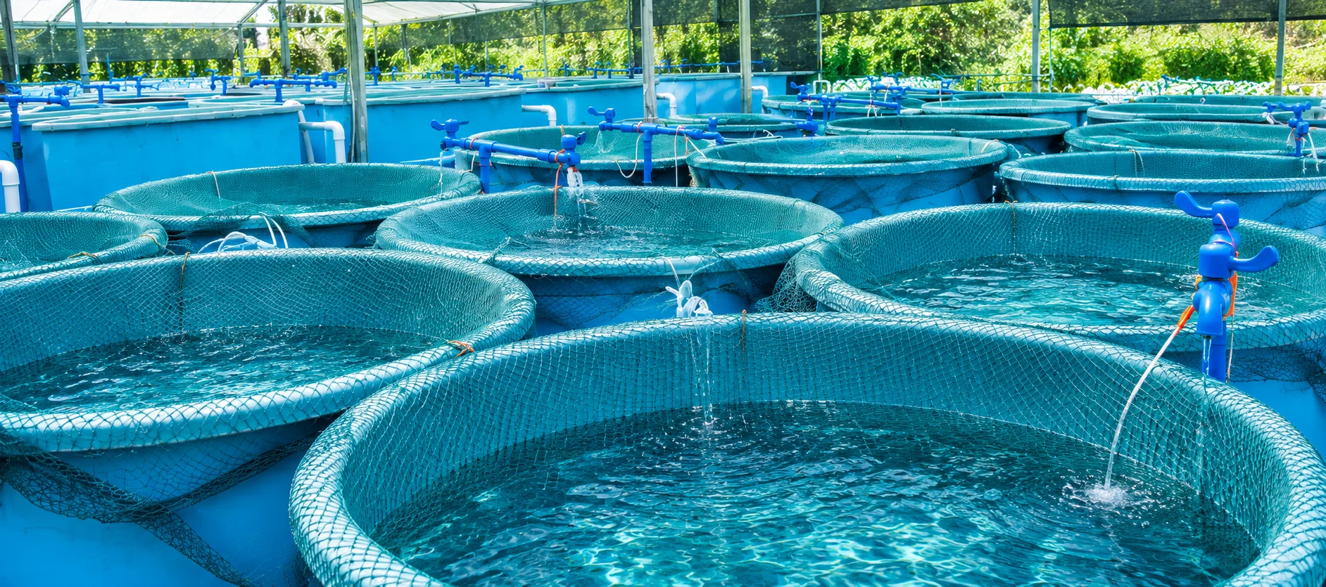Shade-house hatchery tanks, blue-tinted