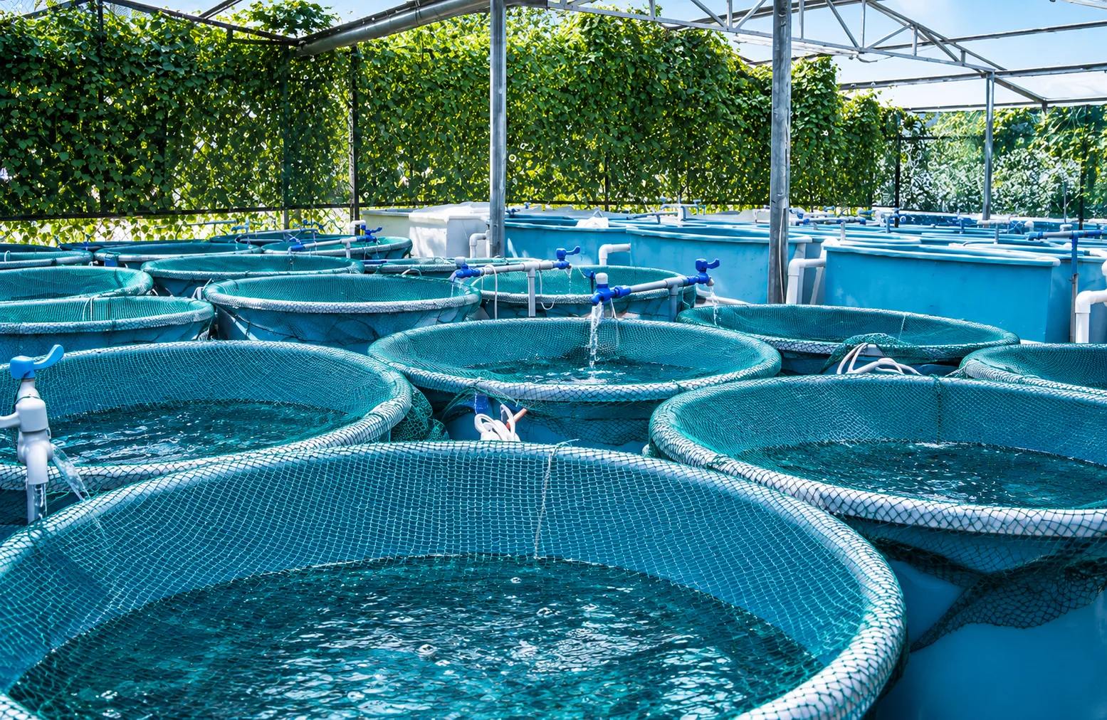 Same shade-house hatchery from a lower angle, rows of net-covered round tanks receding under the canopy frame